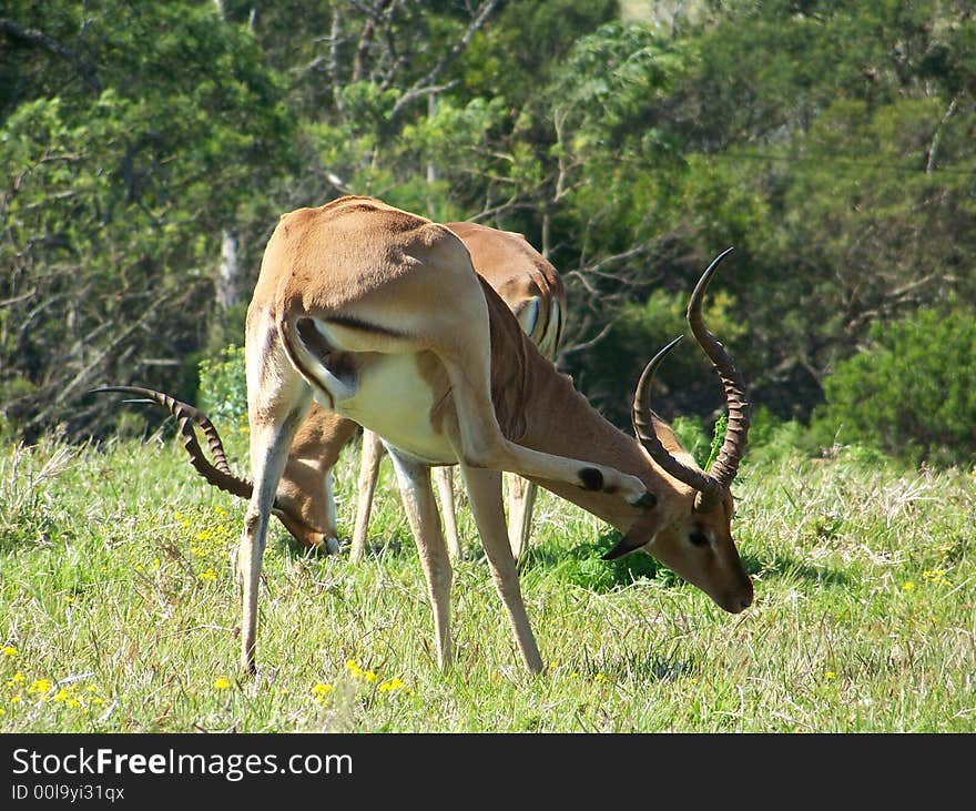 A impala buck tending to a itch. A impala buck tending to a itch