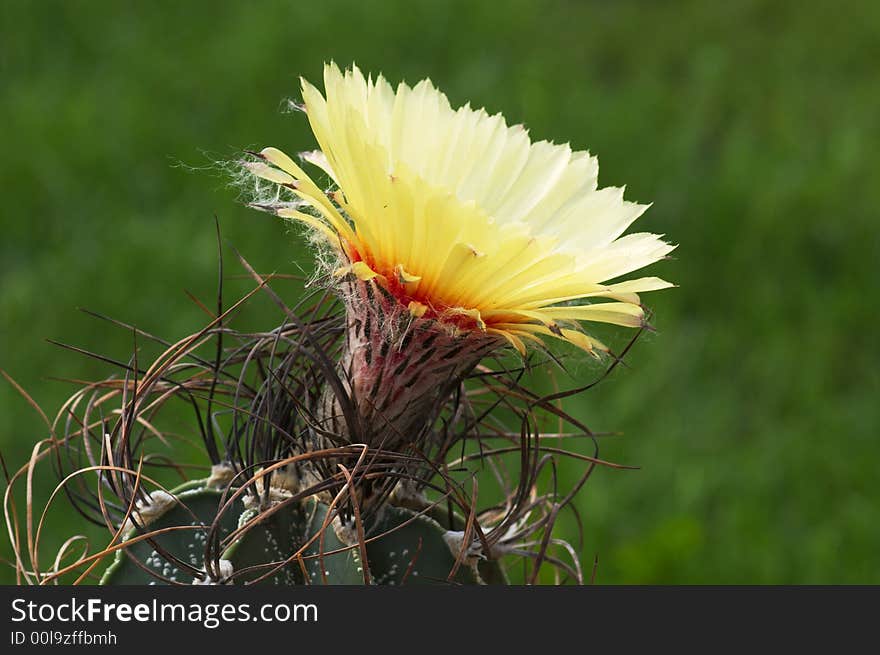 Astrophytum Capricorne 3.