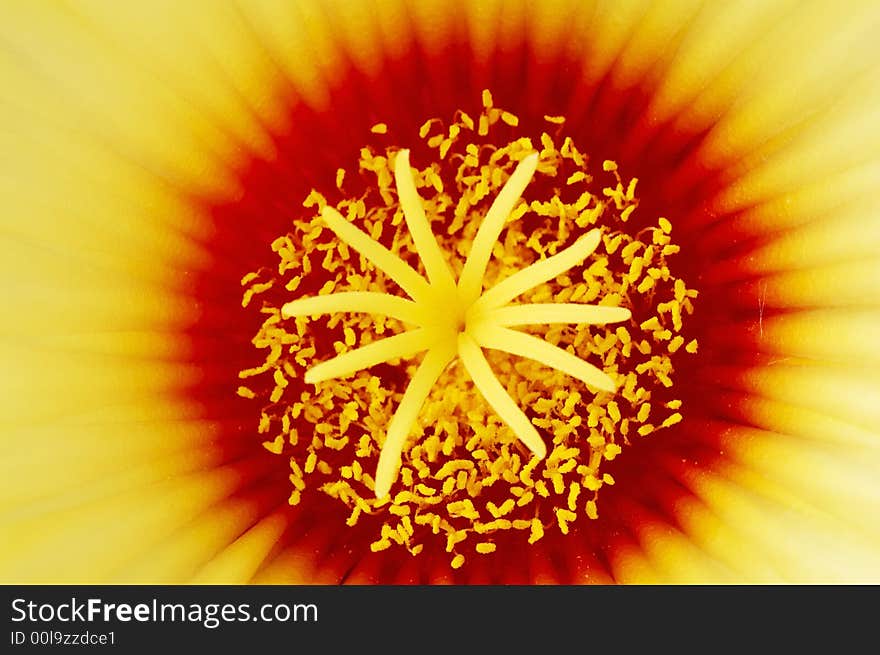 Astrophytum capricorne 4.