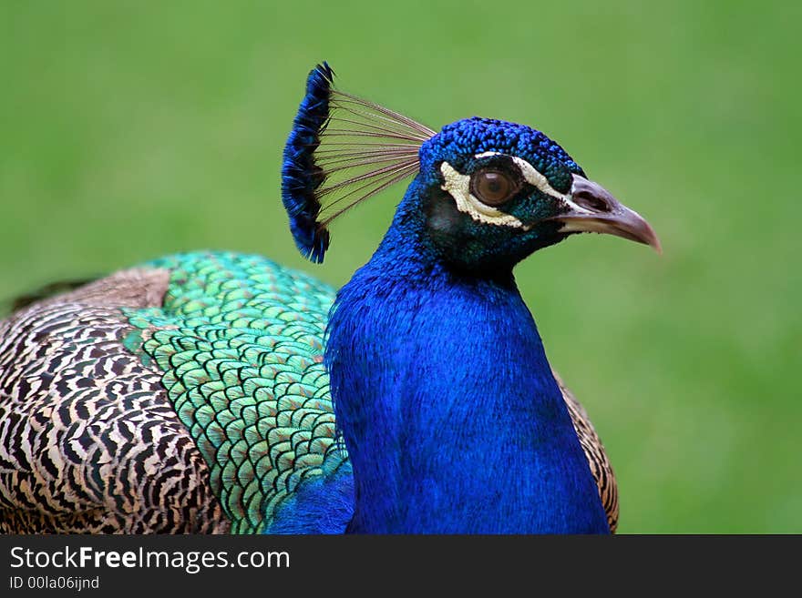 Curious peacock looking straight at camera