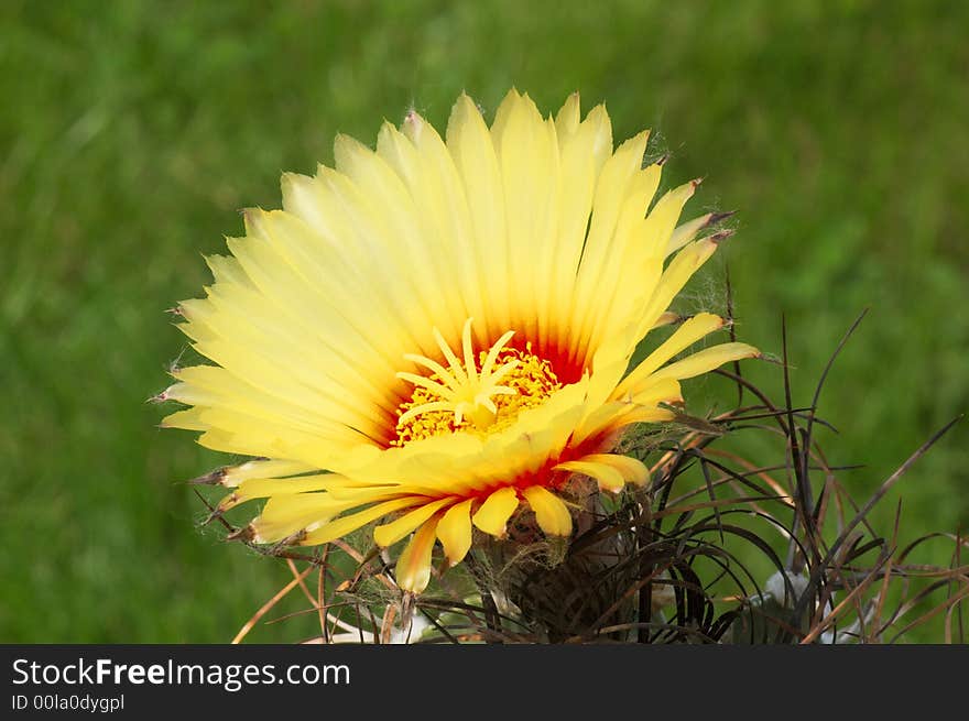 Astrophytum capricorne 5.