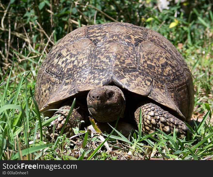 A old turtle coming in for a closer look