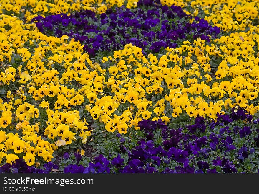 Yellow And Blue Violas