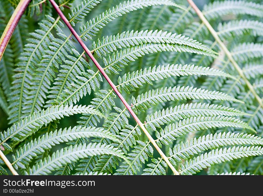 Fern leaf - close-up