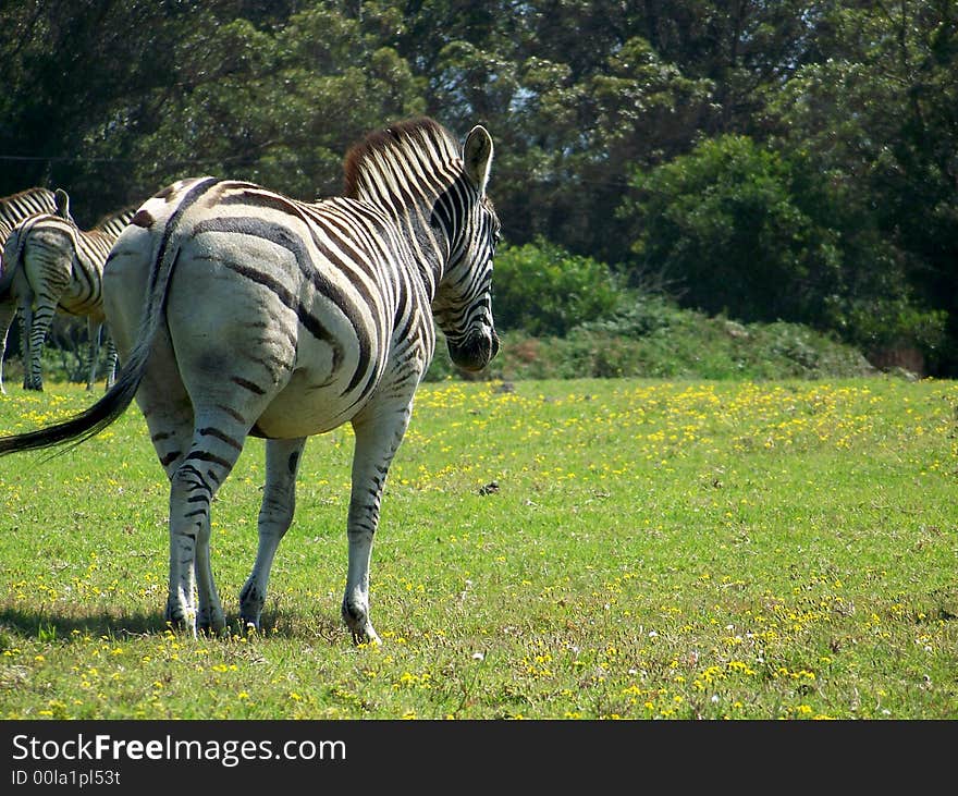 A zebra mare walking in the African sun. A zebra mare walking in the African sun