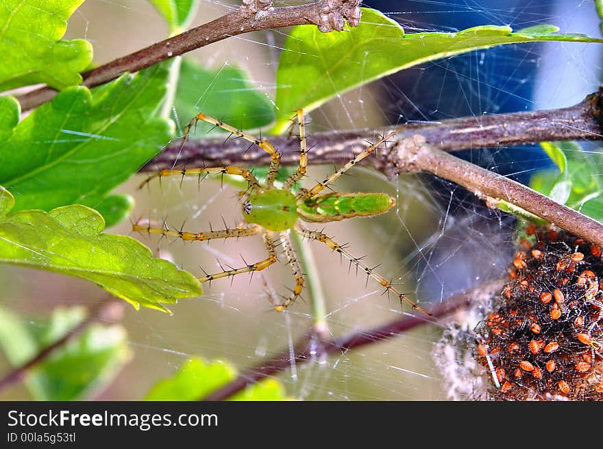 Southern green lynx spider with hatchlings
