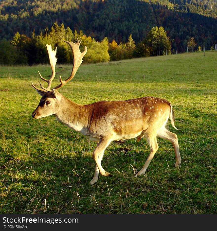 Wild deer in the Alpes.