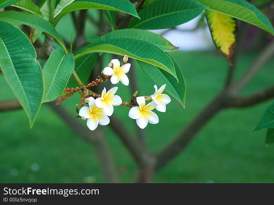 Frangipani