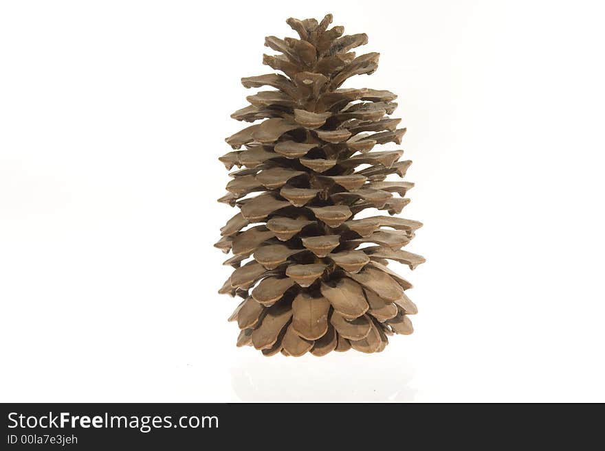 Cedar cone