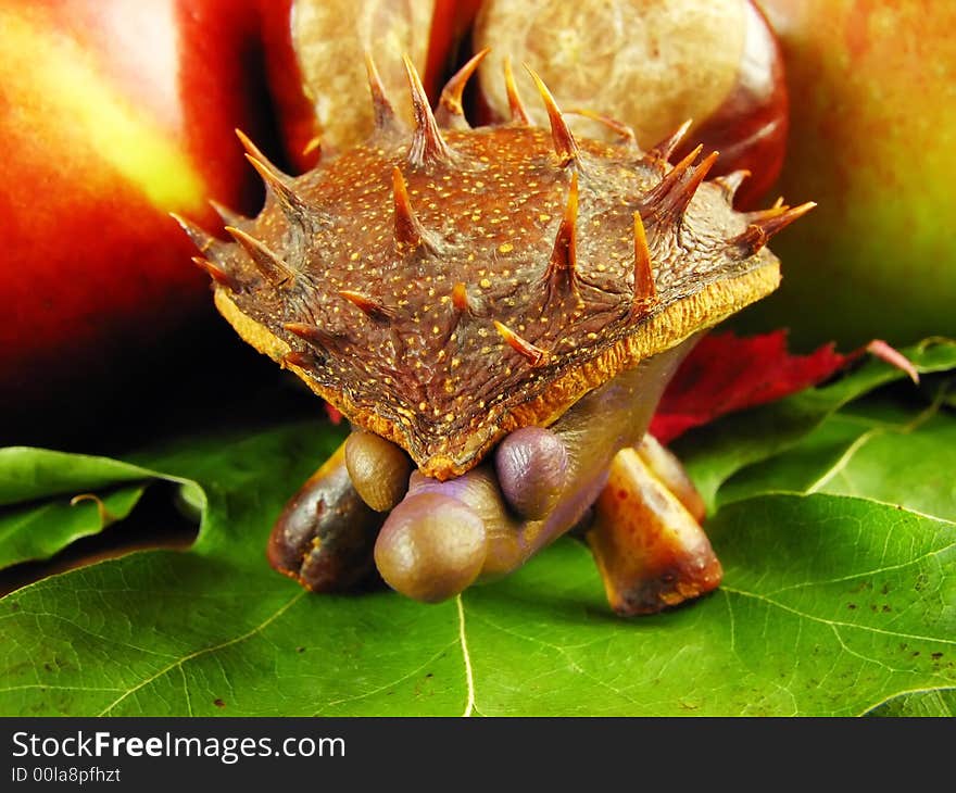 Autumn composition from creative series: chestnuts hedgehog. Autumn composition from creative series: chestnuts hedgehog