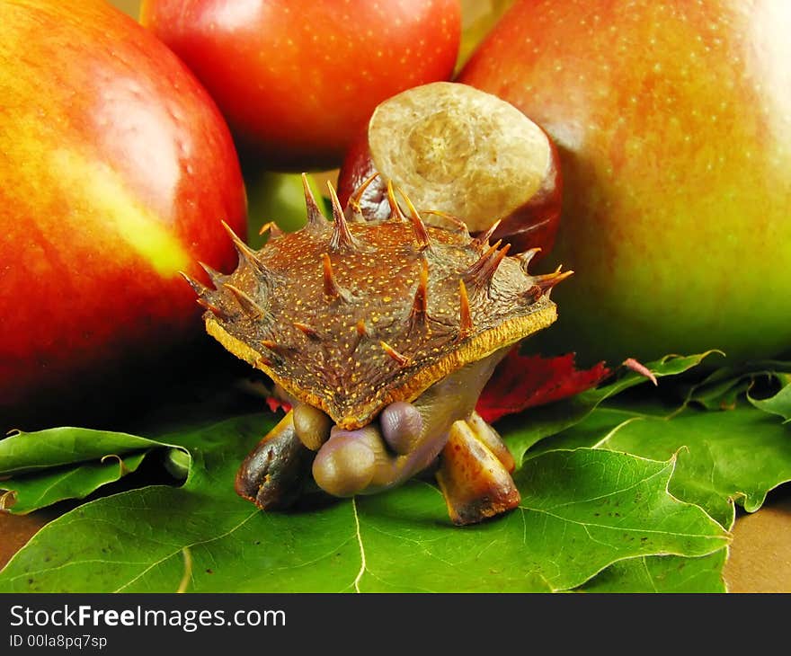 Autumn composition from creative series: chestnuts hedgehog. Autumn composition from creative series: chestnuts hedgehog