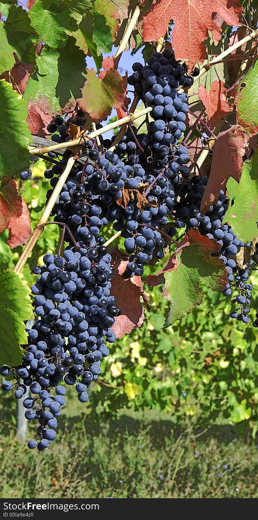 Grapes on a Vine