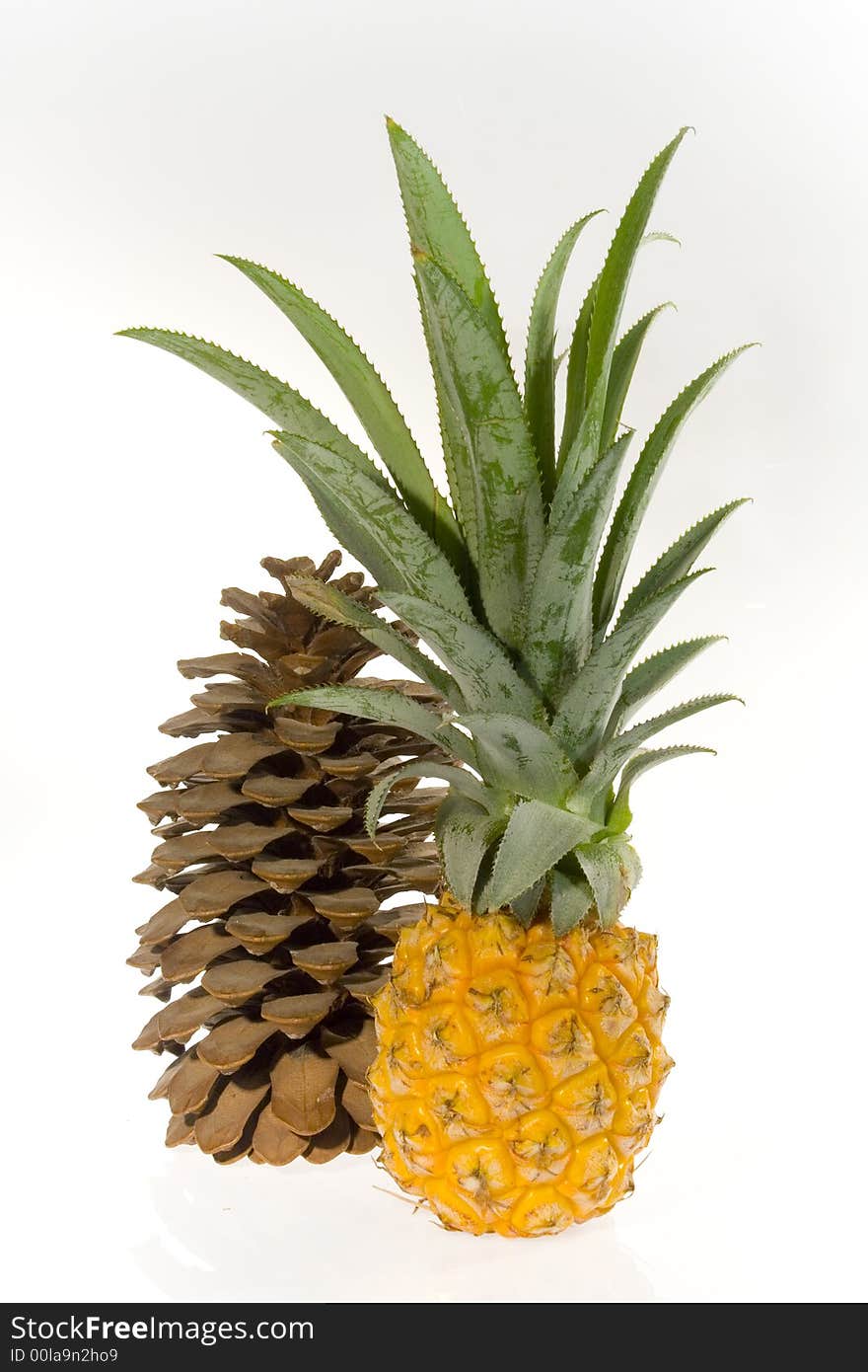 Pineapple and Cedar cone