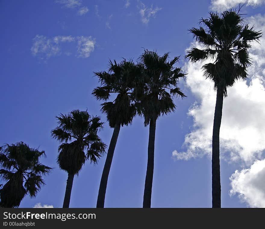 Silhouette of tall palm trees against blue sky. Silhouette of tall palm trees against blue sky.