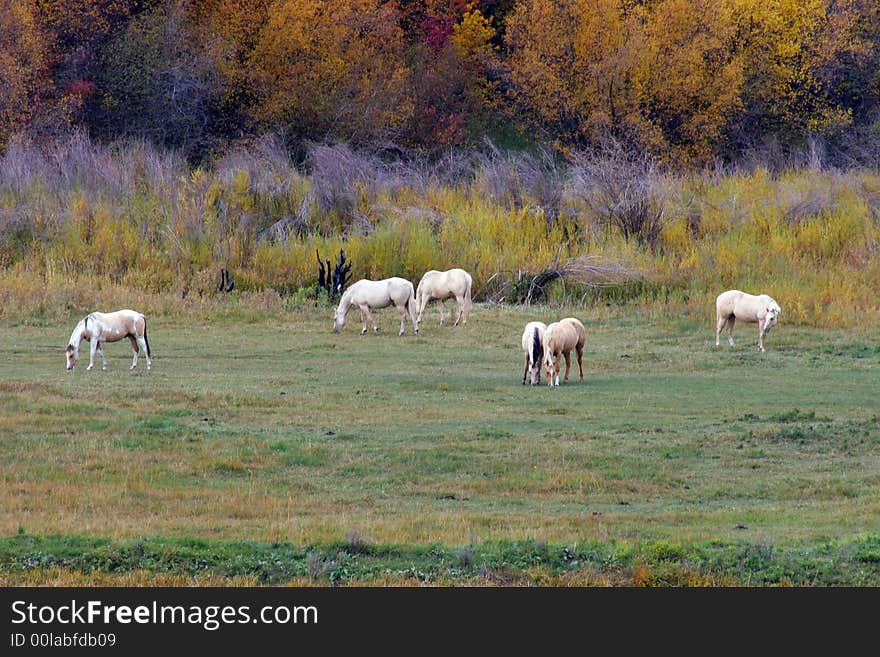 Horses in field