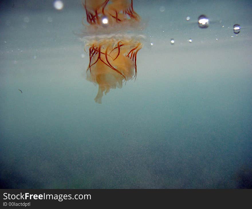 Lions mane jellyfish