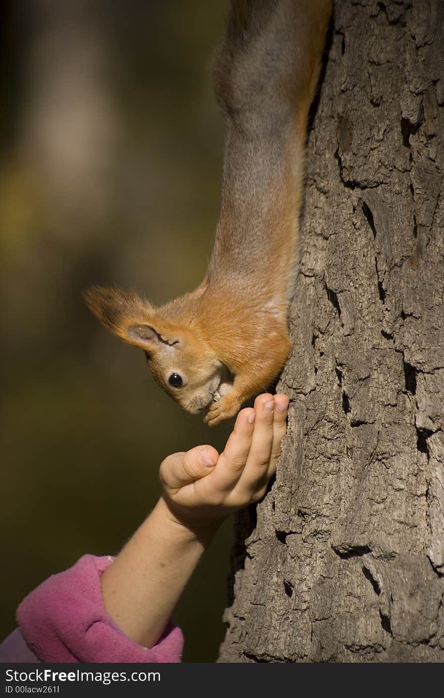 Squirrel on the tree and eat out of hand