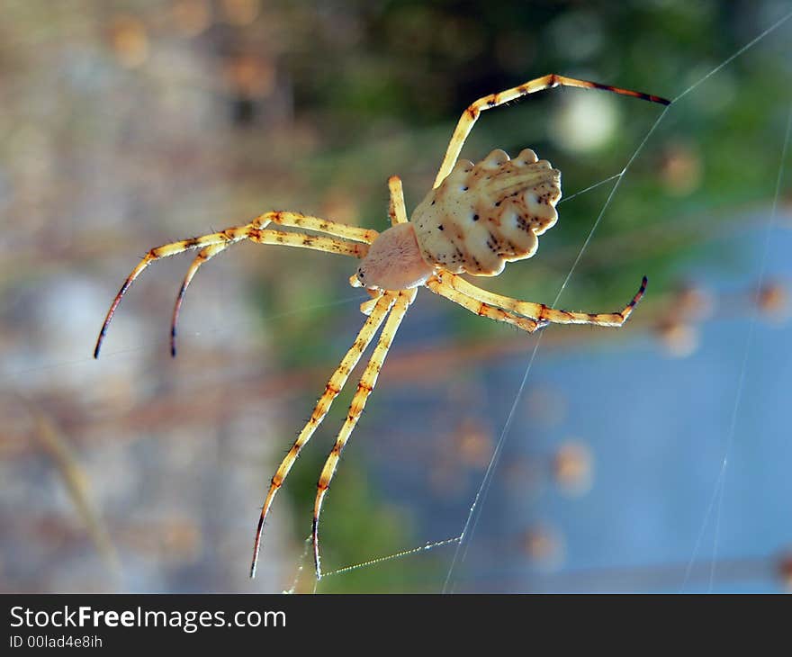 Threatening spider obfuscating his net