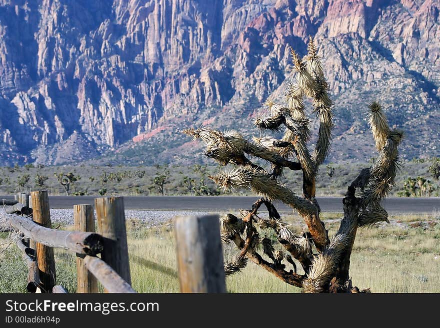 Yucca tree at Red Rock Canyon