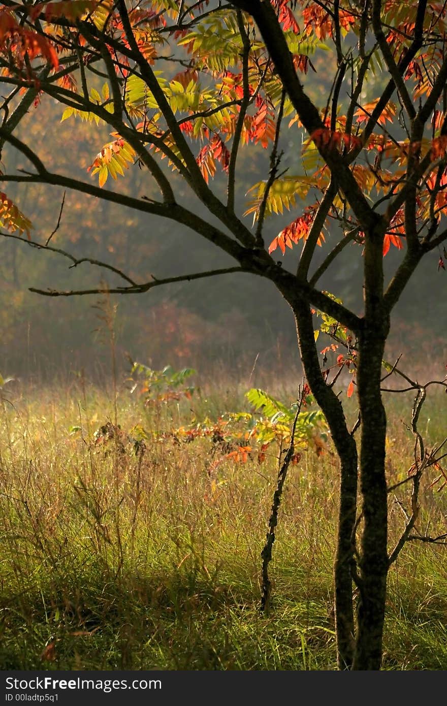 Colorful leaves on a tree in autumn season