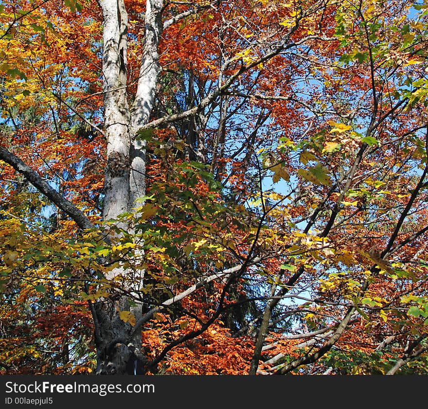 Colorful leafs against the blue sky in autumn. Colorful leafs against the blue sky in autumn