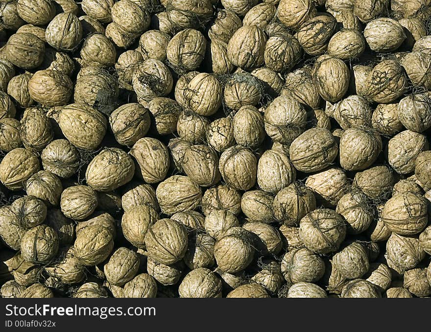 Fresh walnuts still to be cleaned photografated under sunlight