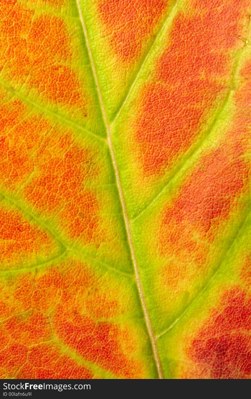 Close up of a red maple leaf texture with green and yellow lines