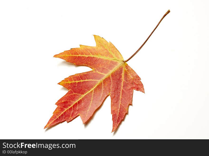 Close up of a red maple leaf on white background with shallow shadows