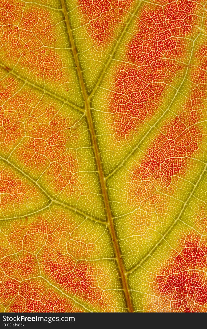 Close up of a red maple leaf texture with green and yellow lines