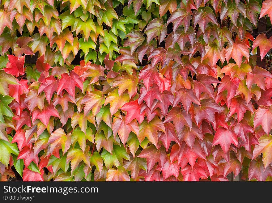 Autumn Leaves Background