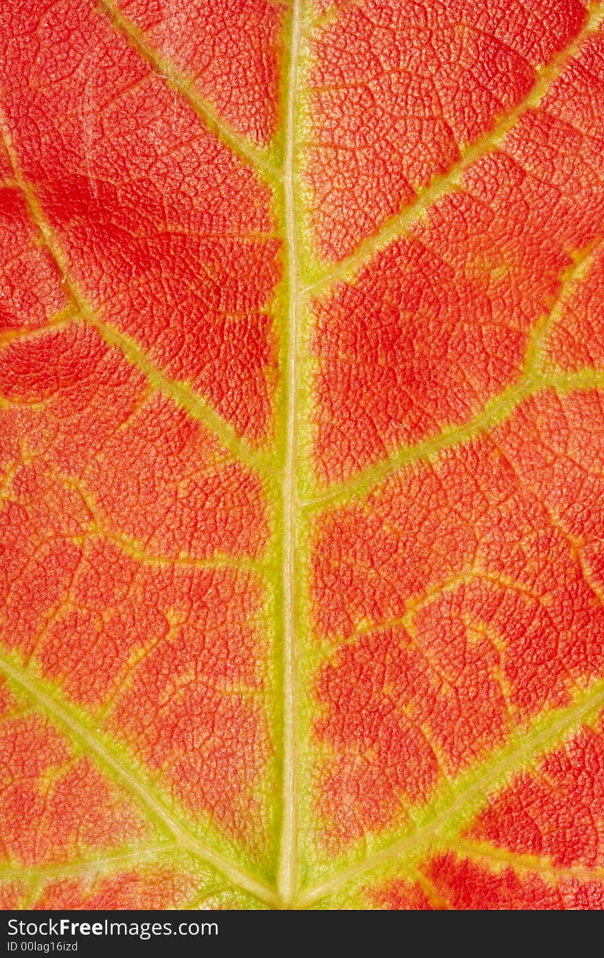 Close up of a red maple leaf texture with green and yellow lines