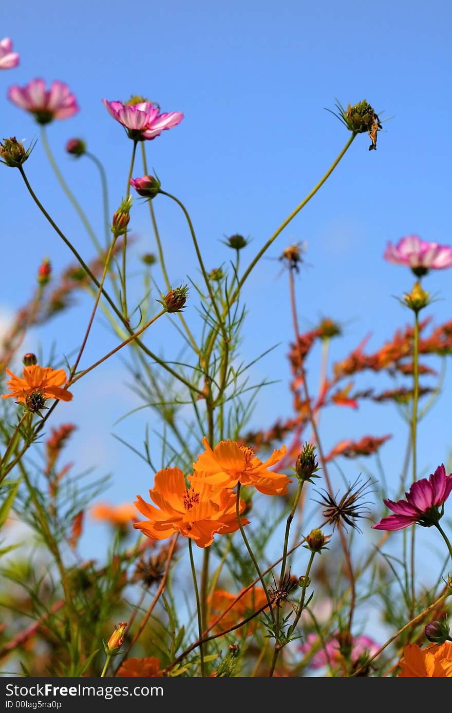 Beautiful orange and purple color flowers with blue sky background. Beautiful orange and purple color flowers with blue sky background