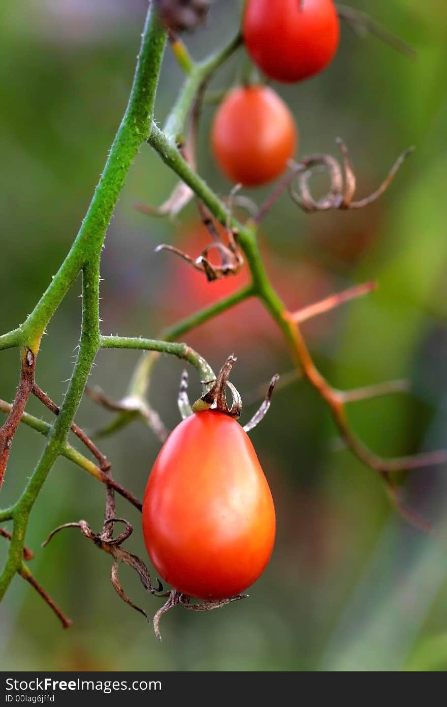 Colourful Tomatoes