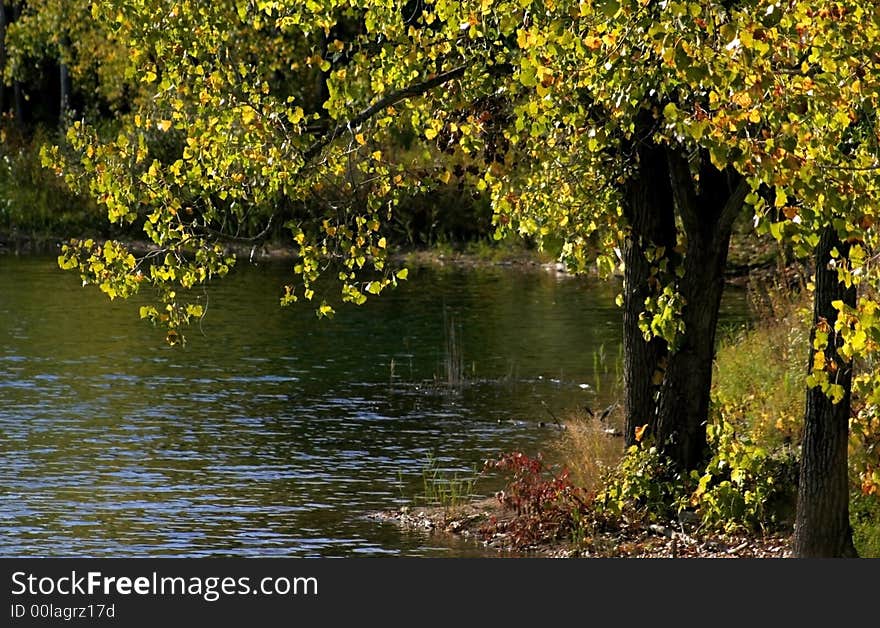 Yellow colored trees by the lake during early autumn time