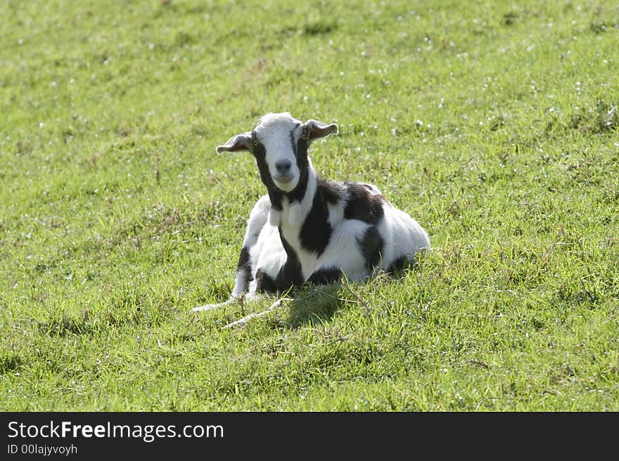 Black & White Goat