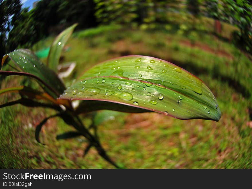 Green Leaf And Water Droplet