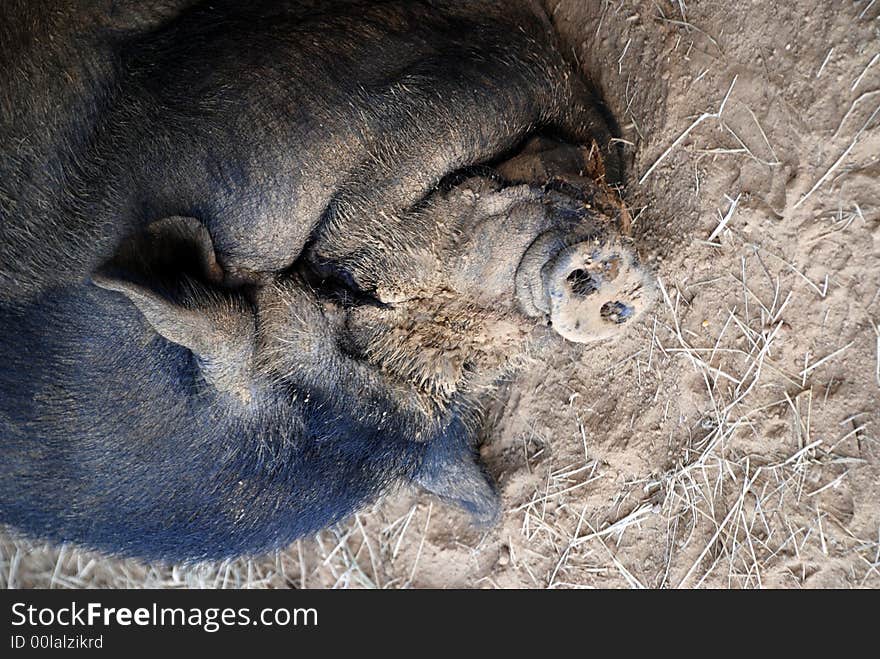 A muddy faced pot bellied pig taking a nap. A muddy faced pot bellied pig taking a nap.