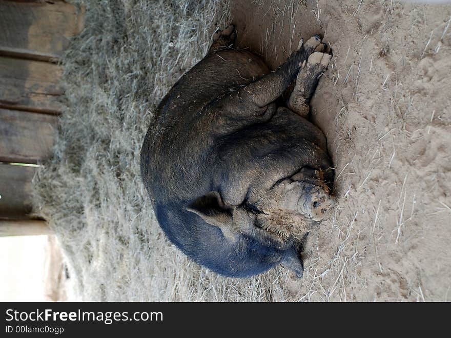 A muddy faced pot bellied pig taking a nap. A muddy faced pot bellied pig taking a nap.