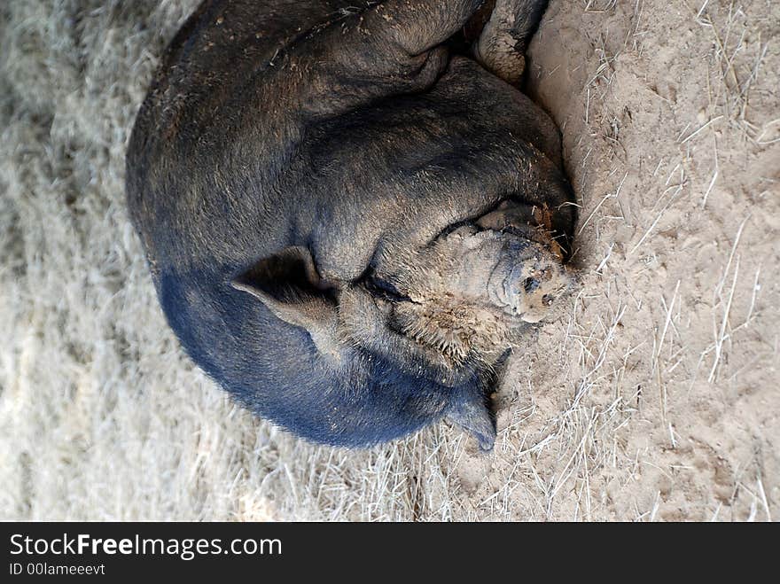 A muddy faced pot bellied pig taking a nap. A muddy faced pot bellied pig taking a nap.