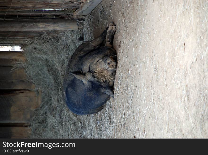 A muddy faced pot bellied pig taking a nap. A muddy faced pot bellied pig taking a nap.