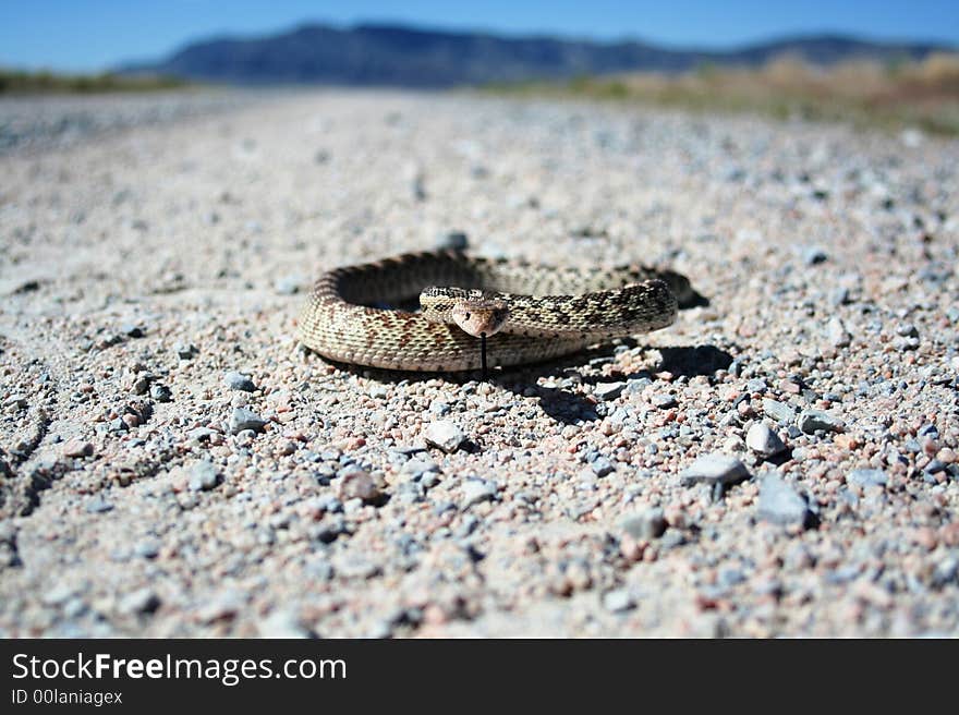 Pituophis cantifer, A gopher snake holding its ground on a desert gravel road in Western Utah. Pituophis cantifer, A gopher snake holding its ground on a desert gravel road in Western Utah.