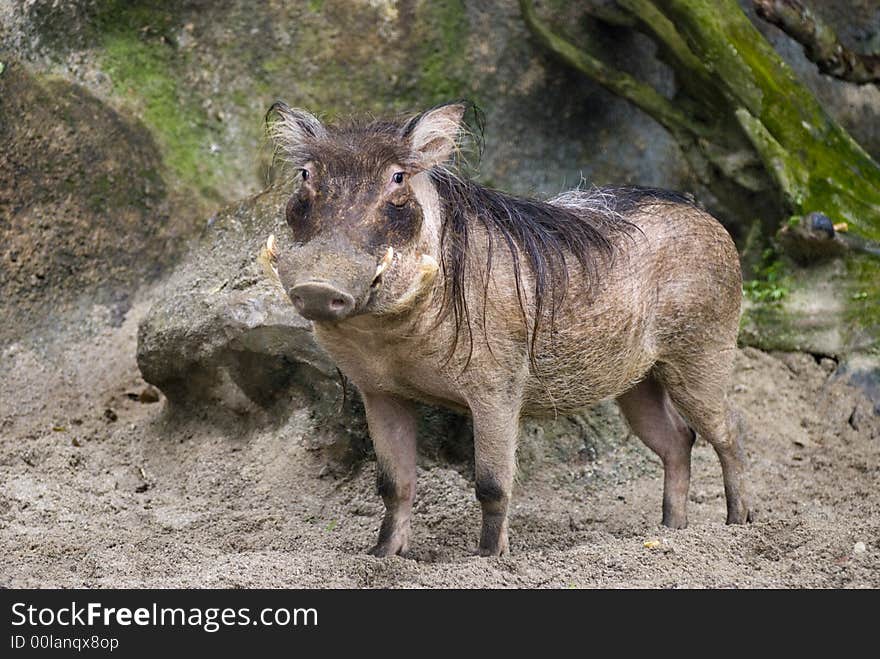 An animal that resembles a boar but its not. An animal that resembles a boar but its not