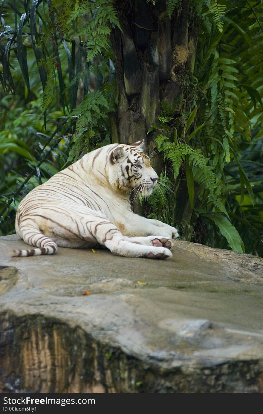 A white tiger resting on a large rock. A white tiger resting on a large rock