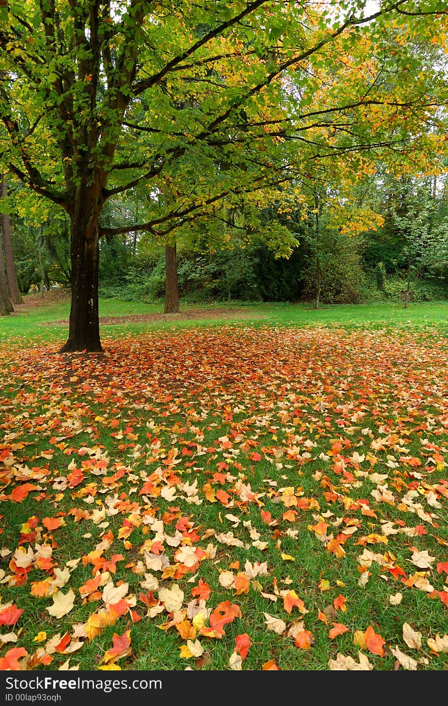 Beautiful Fall scene at the Washington Arboretum. Beautiful Fall scene at the Washington Arboretum