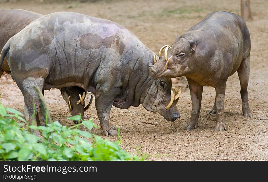 Animals enjoying closeness with another. Animals enjoying closeness with another