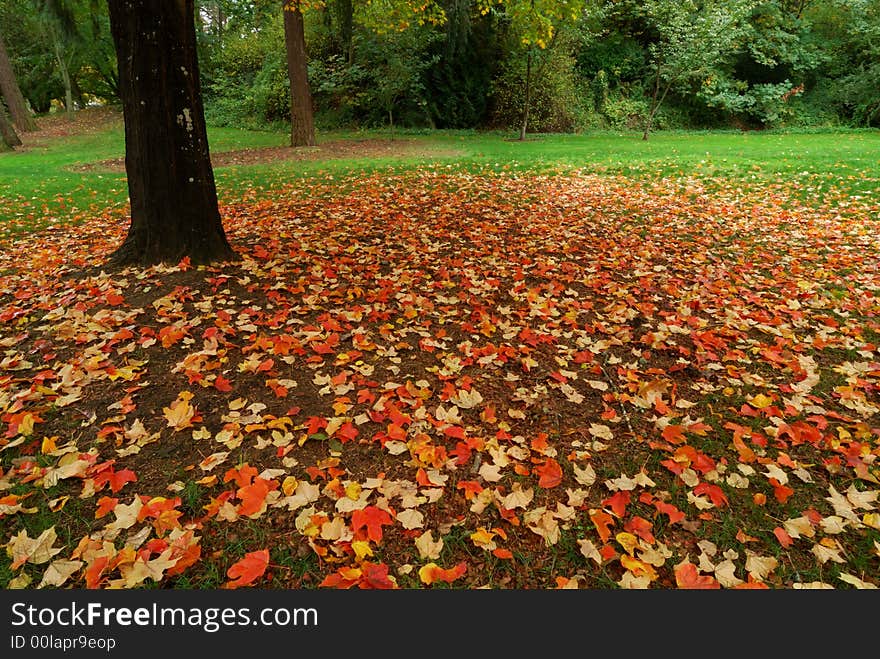 Beautiful Fall scene at the Washington Arboretum. Beautiful Fall scene at the Washington Arboretum