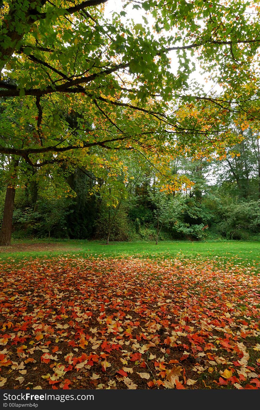 Beautiful Fall scene at the Washington Arboretum. Beautiful Fall scene at the Washington Arboretum