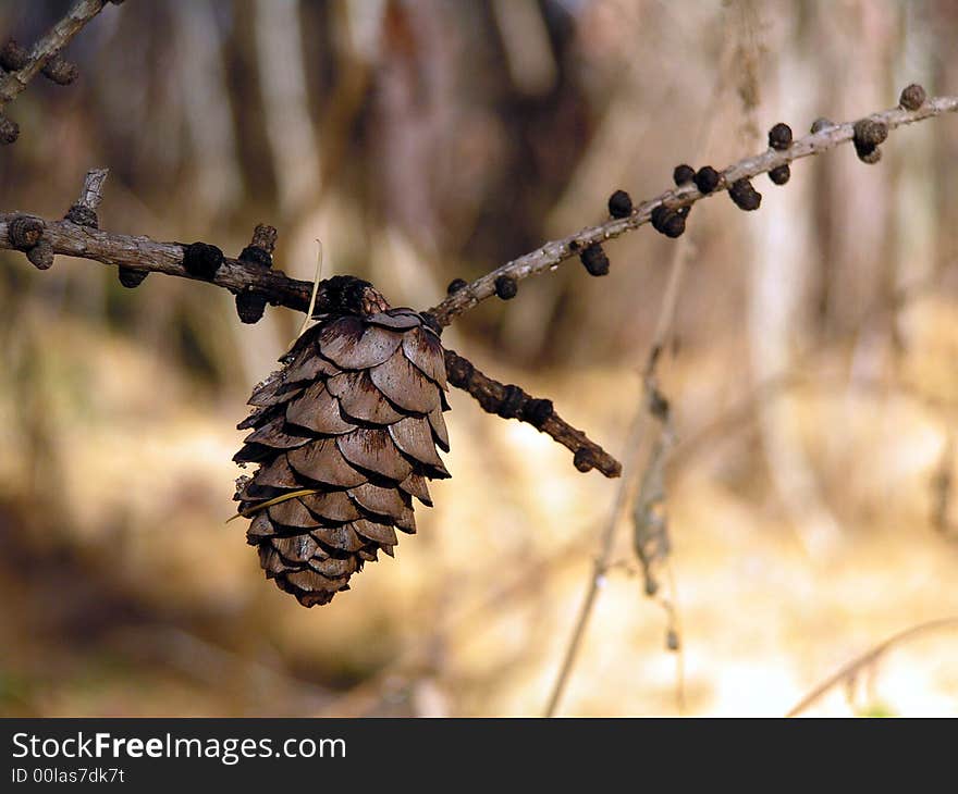 Konica Minolta Dimage Z6 fir cone, forest, wood, winter, fir, spruce