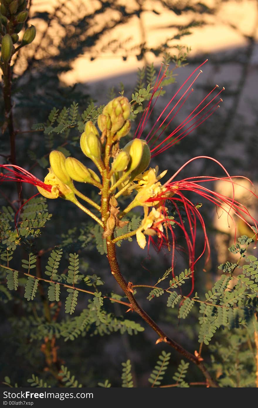 Desrt or Mexican bird of paradise in evening sun. Desrt or Mexican bird of paradise in evening sun.