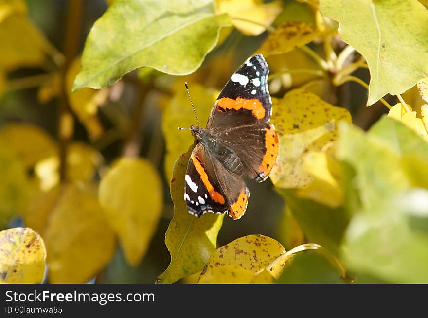 A frail butterfly sitting amongst leaves